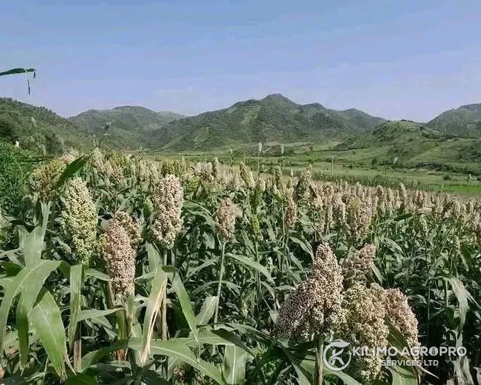 A sorghum crop in head, with hills behind