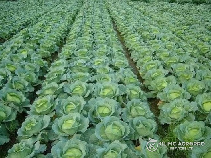 Grow More Farm, Nanyuki, Kenya