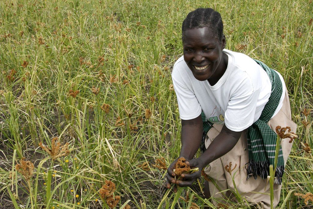 Farmer harvesting a field crop