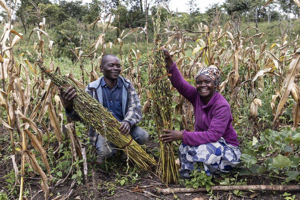 Farmers harvesting in a maize field
