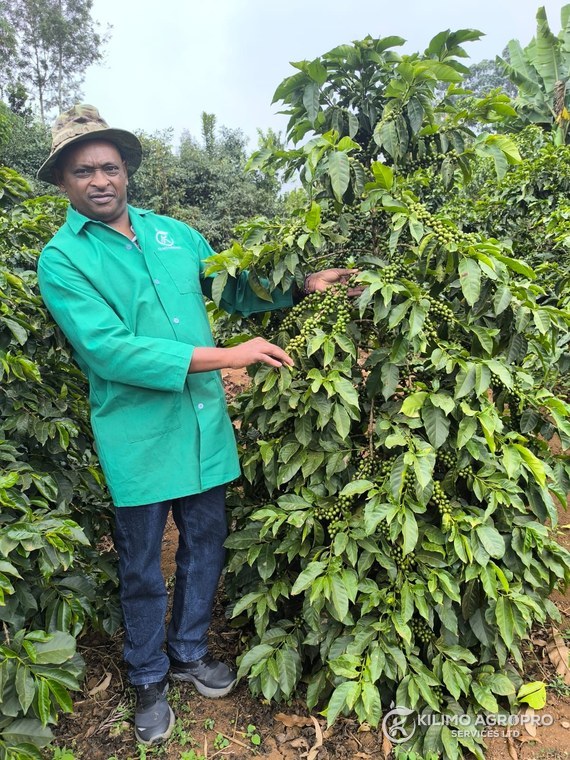 An agronomist inspecting cherry on a coffee tree
