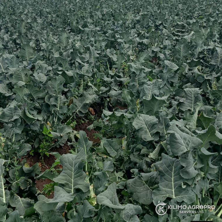 A broccoli block at market maturity