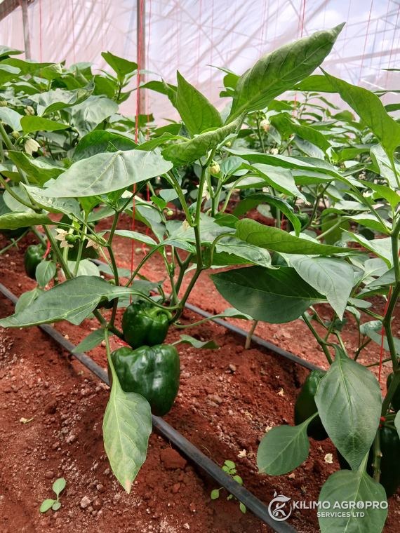 A capsicum plant carrying fruit under greenhouse cover