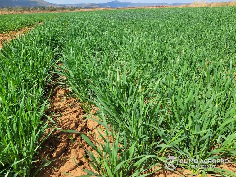 Close canopy of a cereal trial crop