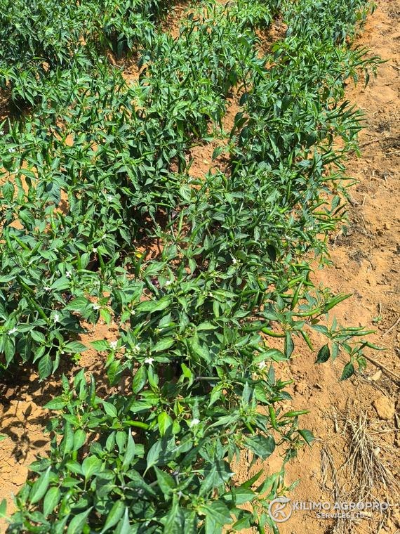 Chilli rows under field production