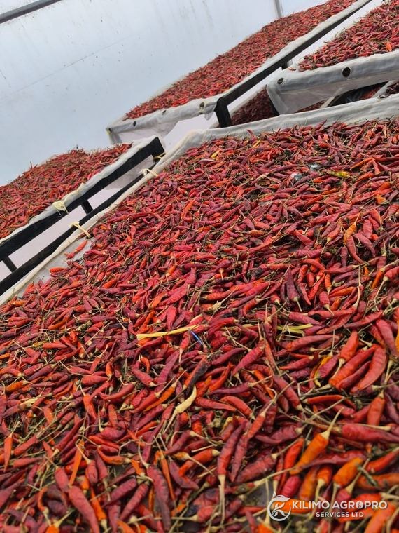 Chilli drying on raised racks under cover