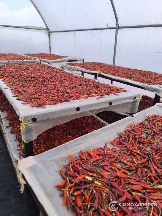 Drying trays loaded under a polythene dryer