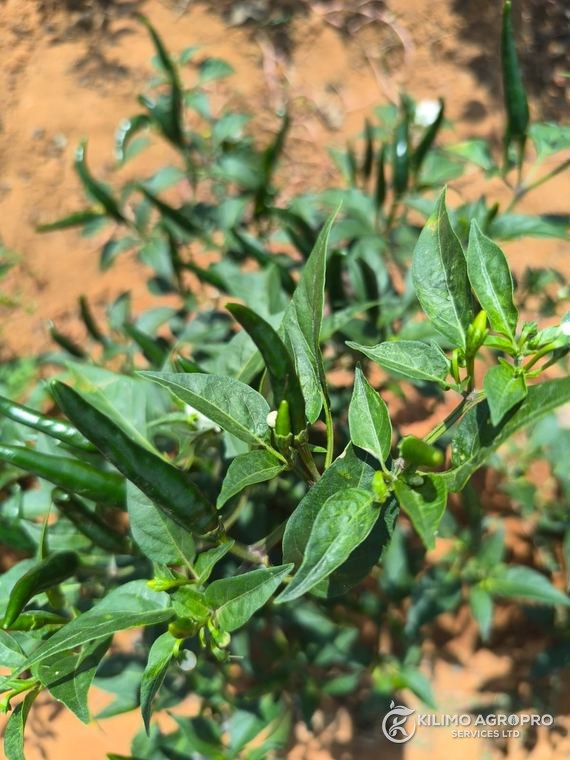A chilli plant in clean vegetative growth