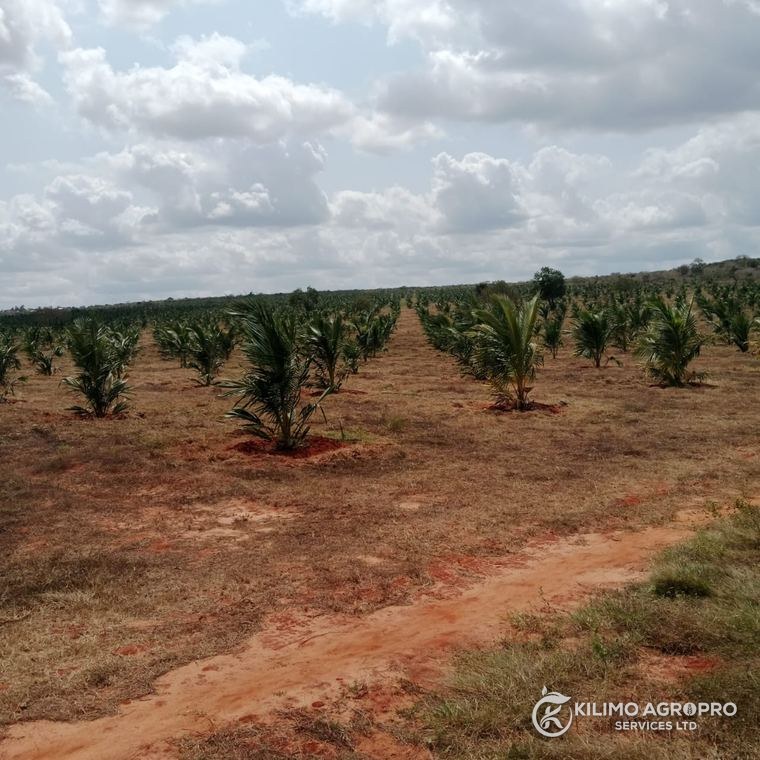 A young coconut orchard on developed land