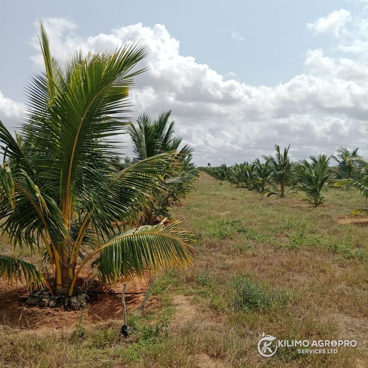 Coconut palms establishing on a developed block