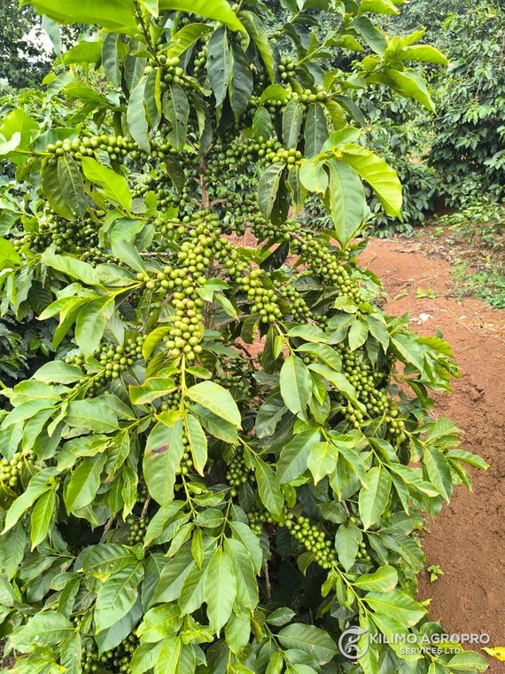 Green cherry carried right through a coffee tree