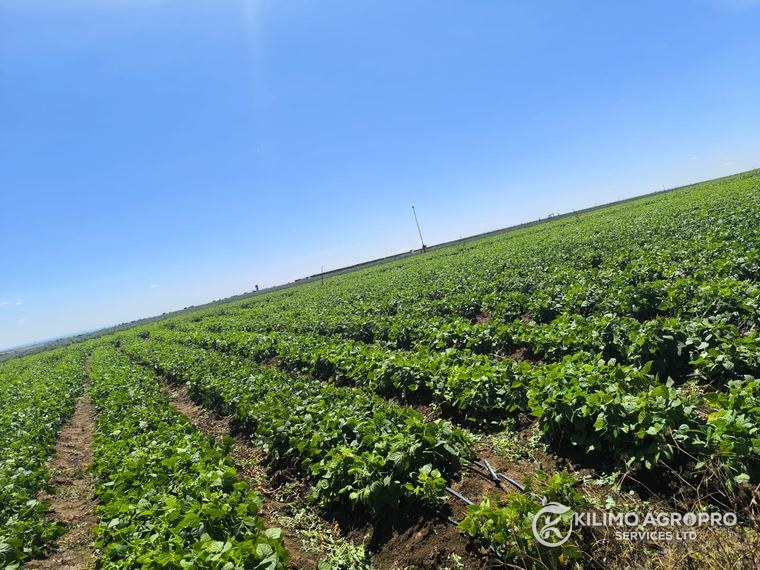A production block assessed at full canopy