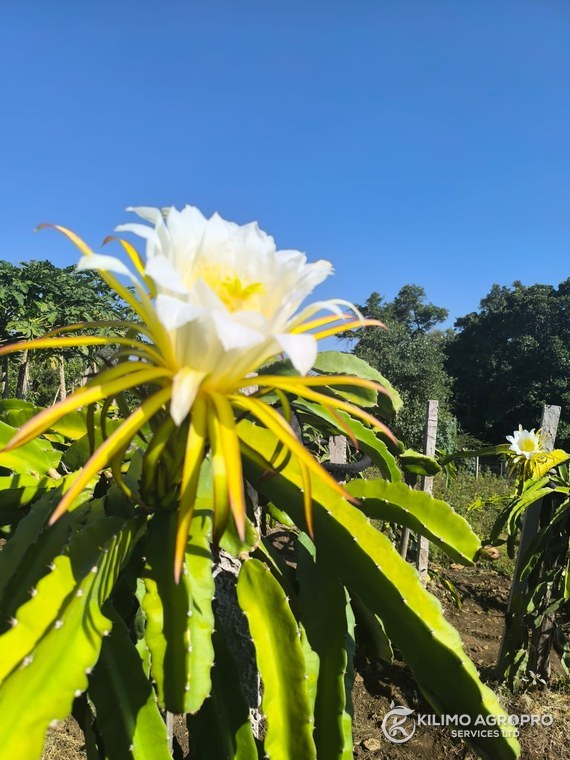 A dragon fruit flower open on a trellised block
