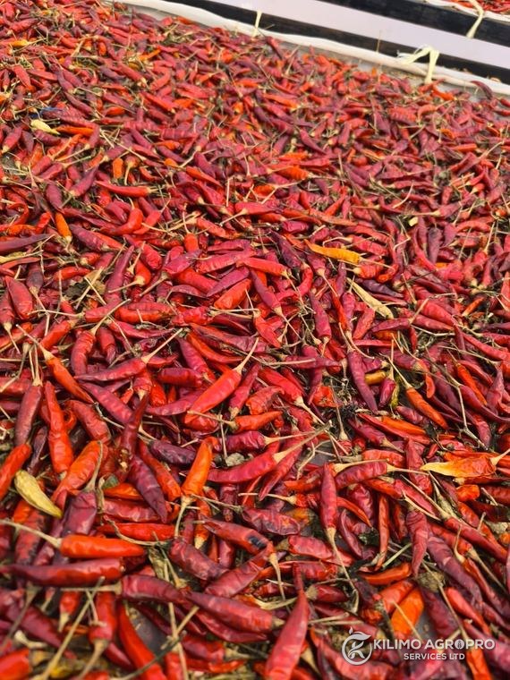 Dried chilli ready for grading