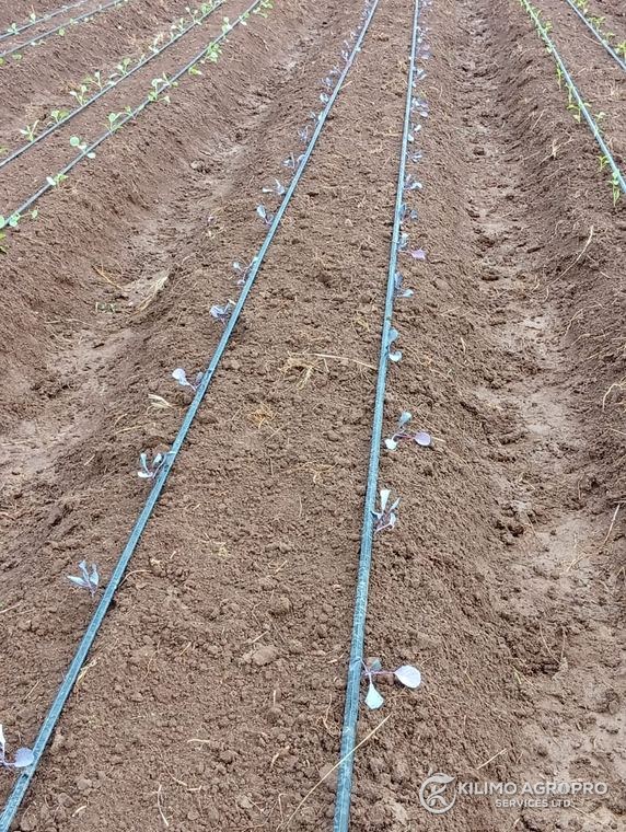 Drip lines laid out on newly formed beds