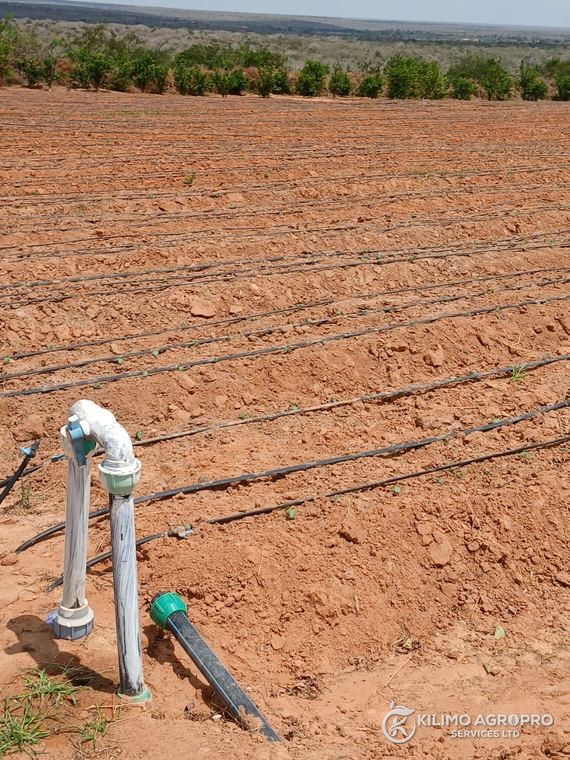 A drip riser serving newly prepared land