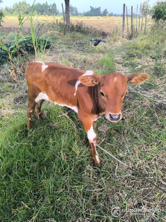 A dual-purpose calf on established pasture