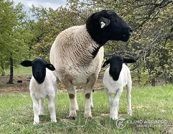 A ewe with two lambs on pasture