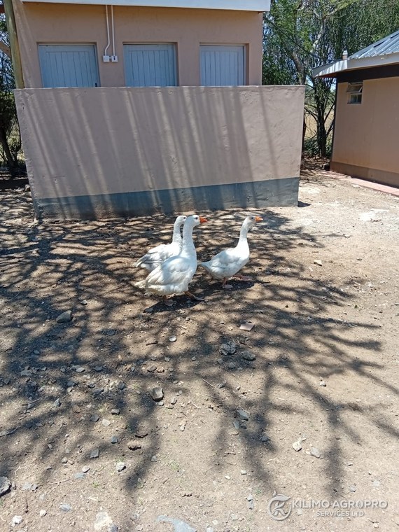 Geese on a farm yard beside the store buildings