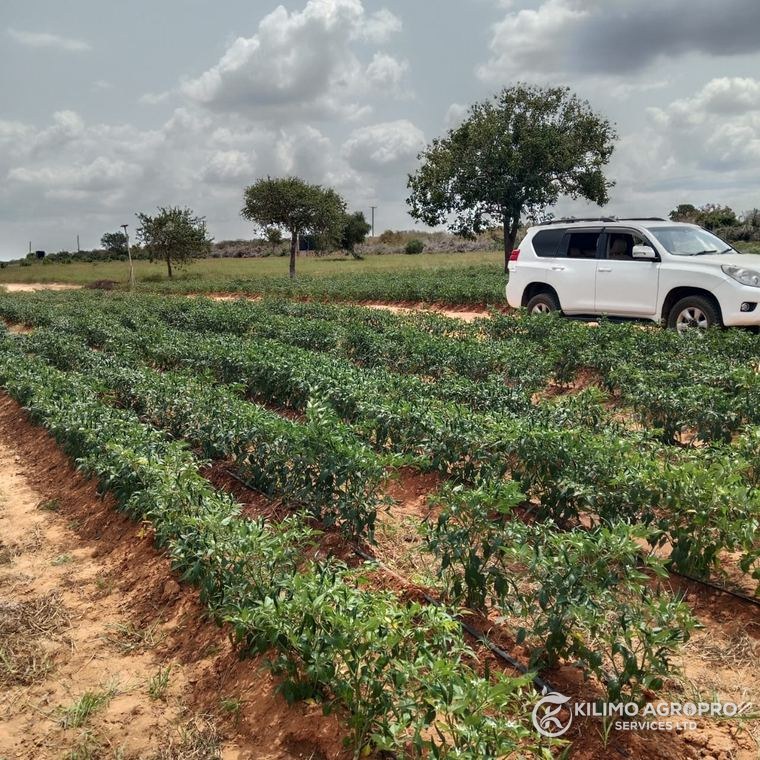 A leased block under an established crop