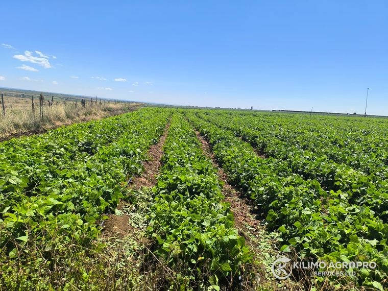 Crop condition across an open field block