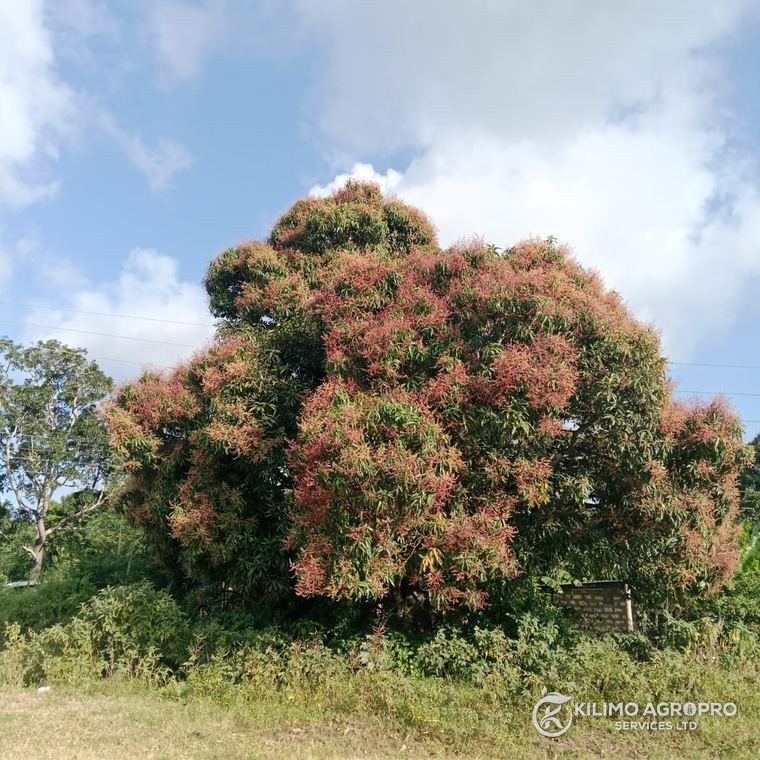 A mature mango tree in full flower