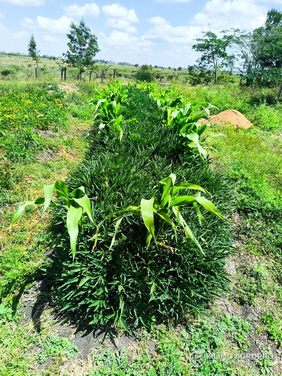A fodder strip established alongside a maize row