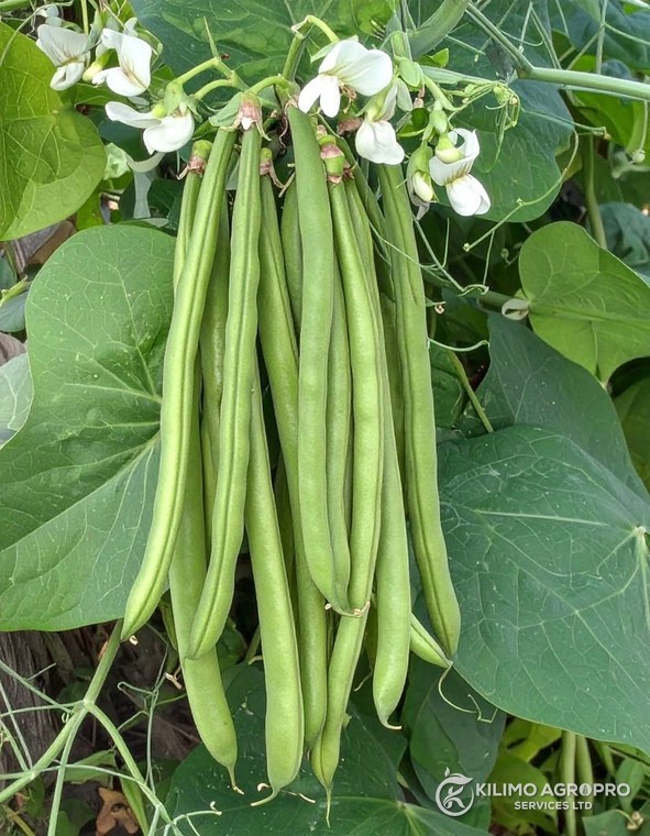 French beans podding on the vine, still in flower