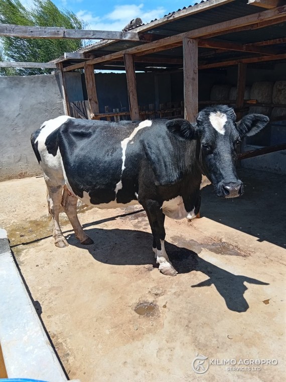 A Friesian cow in front of the farm hay store