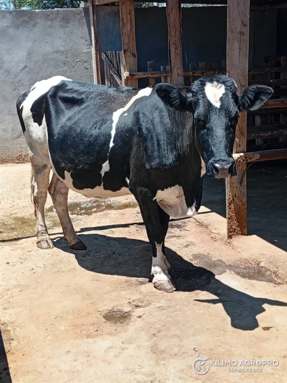 A Friesian cow in a concrete holding yard
