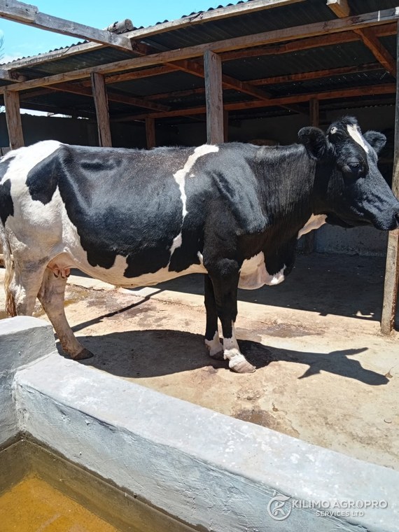 A Friesian cow beside the water trough in a farm yard