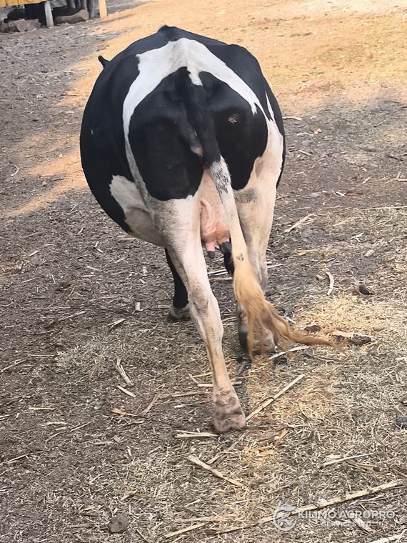 A Friesian dairy cow in a farm yard