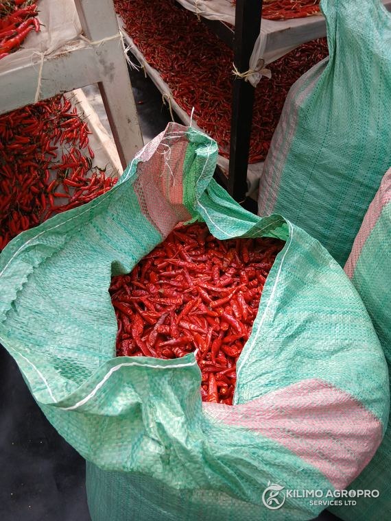 Graded chilli bagged for market