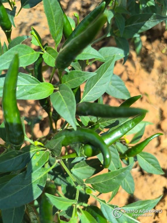 Green chilli carrying an even fruit load