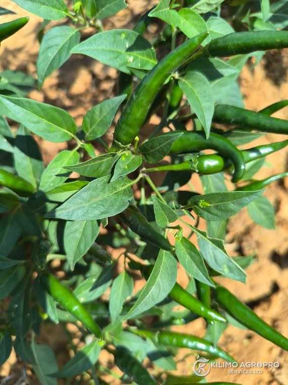 Green chilli maturing on the plant