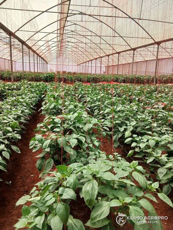 A healthy greenhouse crop canopy