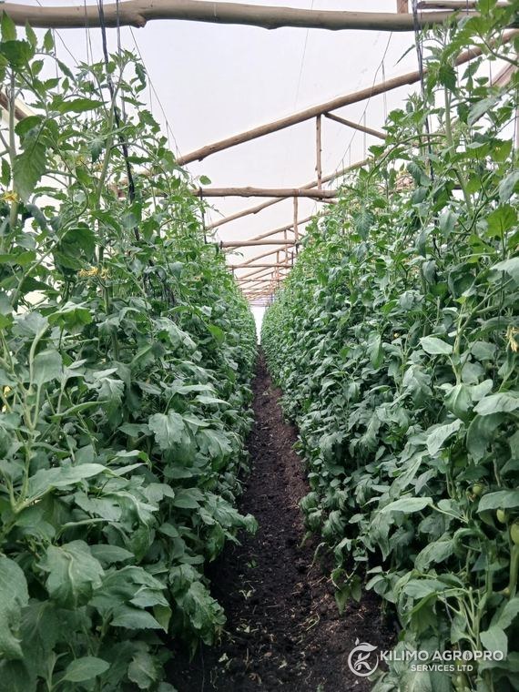 A trellised crop trained under greenhouse cover