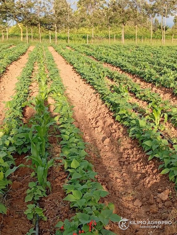 Maize and legume intercropped on ridges
