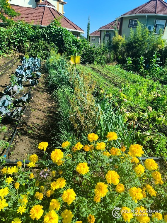 A marigold border and yellow sticky trap beside drip-irrigated beds