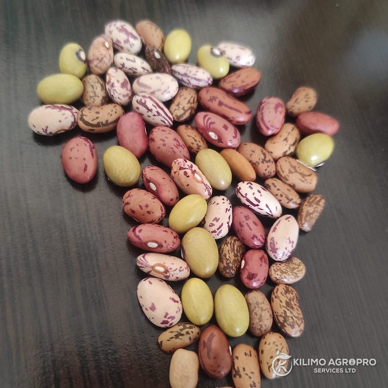 Mixed bean seed varieties laid out for grading