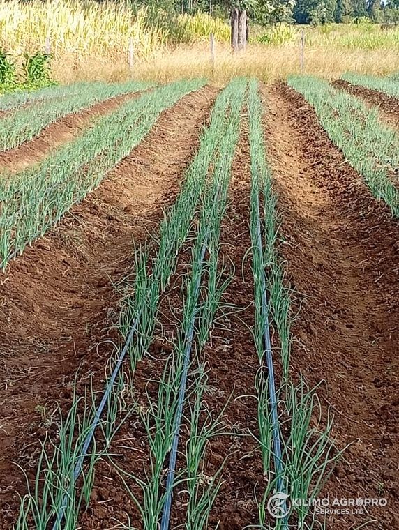 An onion crop establishing on ridges