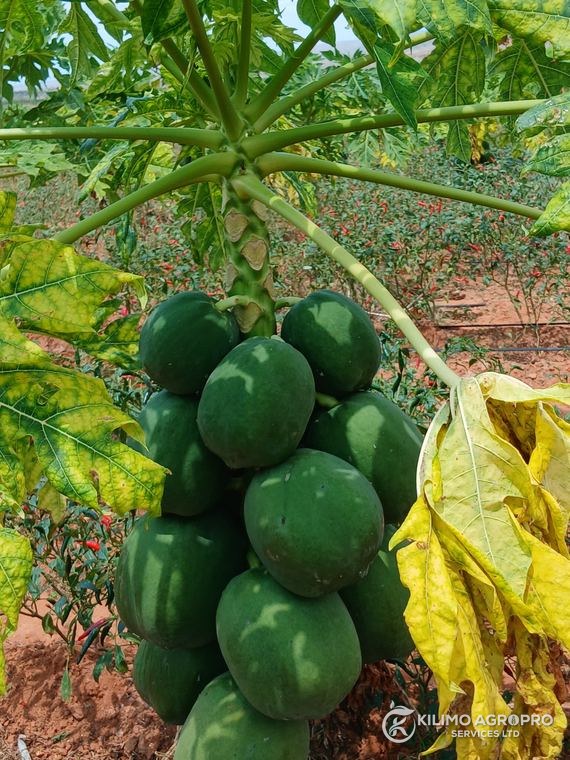 Papaya fruit set on an established plant