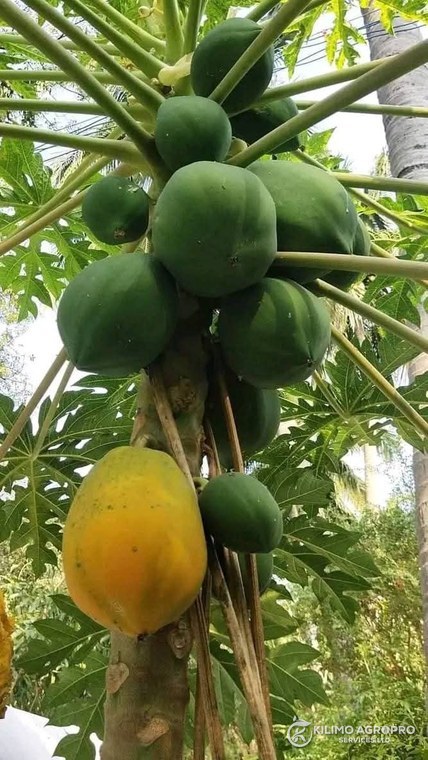 A papaya tree carrying a full column of fruit, the lowest ripening