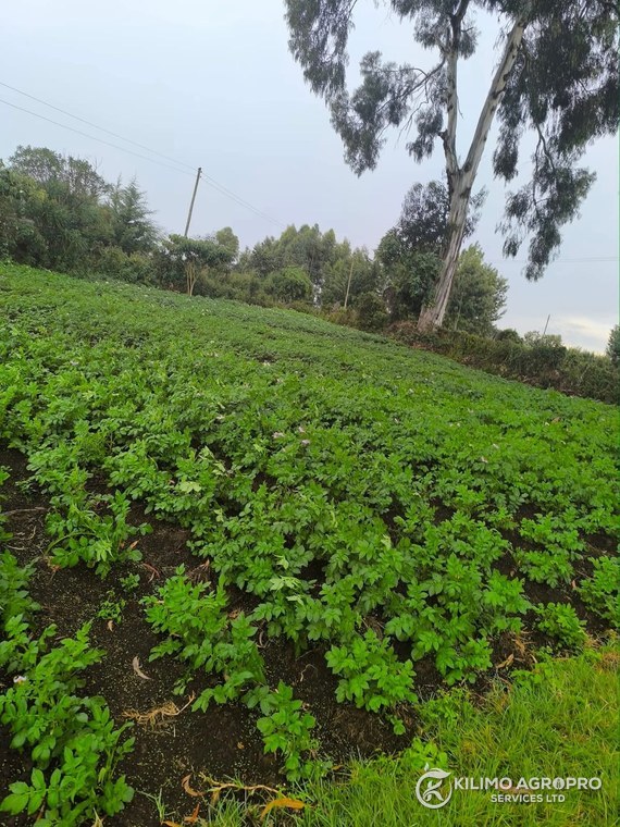 A potato crop in flower on a sloping block