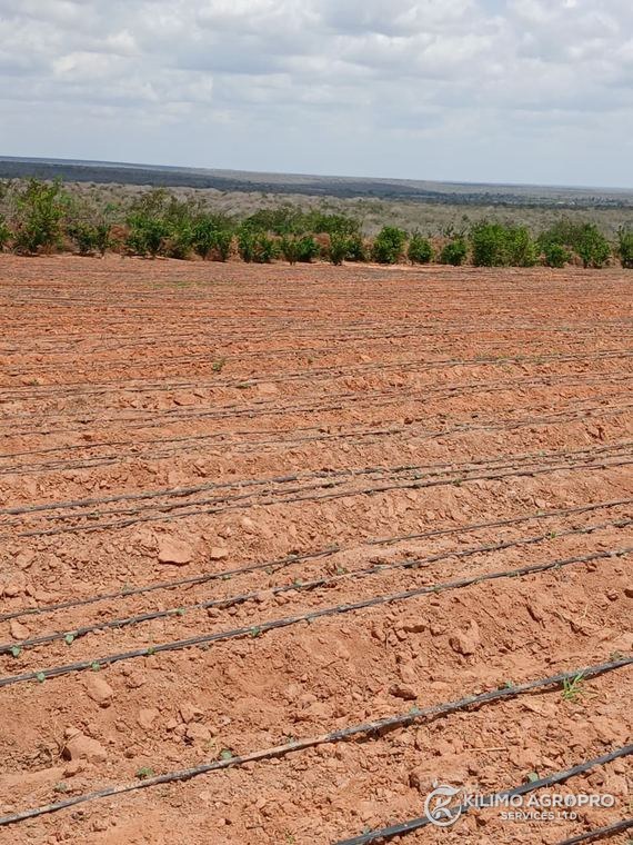 Newly opened land prepared for cropping