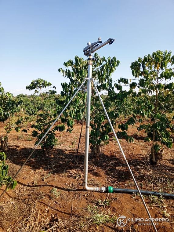 A rain gun irrigating a coffee orchard