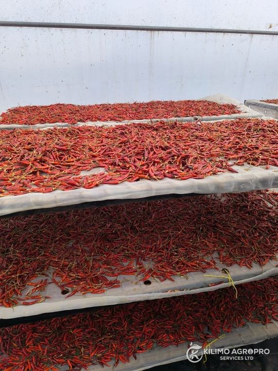 Chilli drying on tiered racks inside a solar dryer