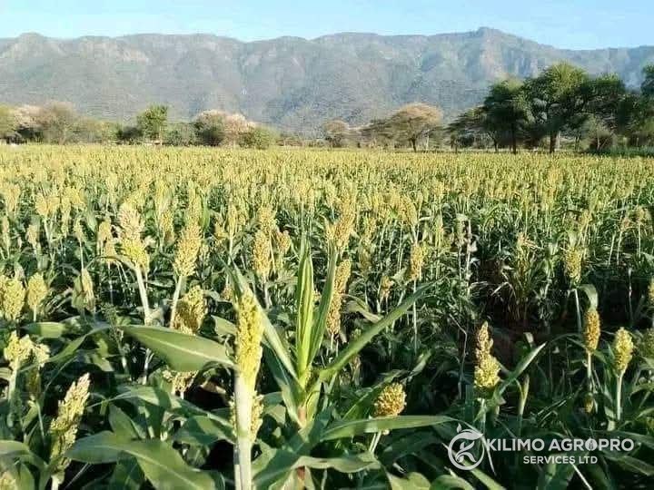 A sorghum crop in head, with hills behind