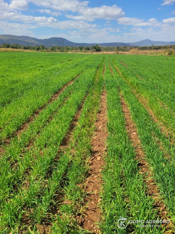 Young cereal trial rows on prepared ridges