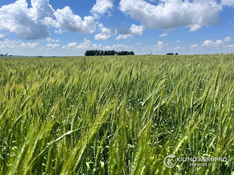 A wheat crop in ear under open sky